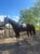 Horse ad