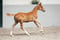 Annuncio cavallo