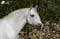 Horse ad