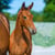 Annuncio cavallo