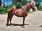 Horse ad