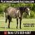 Horse ad