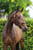 Annuncio cavallo
