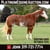 Horse ad