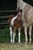 Annuncio cavallo