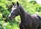 Horse ad