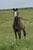 Horse ad