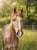 Horse ad