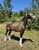 Horse ad