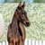 Horse ad