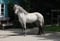 Annonce cheval