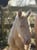 Annonce cheval