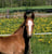 Annuncio cavallo
