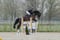 Horse ad
