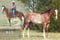 Annuncio cavallo
