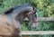 Horse ad
