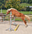 Annuncio cavallo