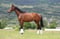 Annonce cheval