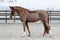 Horse ad