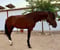 Horse ad