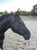 Horse ad