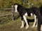 Horse ad