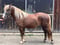 Anuncio de caballos