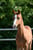 Horse ad
