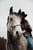 Horse ad