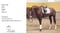 Horse ad