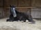 Annonce cheval