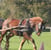 Annonce cheval