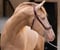 Horse ad