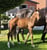 Horse ad
