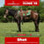 Annuncio cavallo