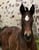 Annuncio cavallo