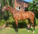 Annuncio cavallo