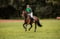Horse ad