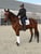Annuncio cavallo
