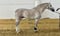 Horse ad