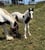 Annuncio cavallo