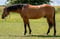Horse ad