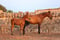 Anuncio de caballos