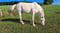 Horse ad