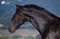 Horse ad