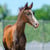 Annuncio cavallo