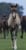 Annuncio cavallo