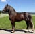 Annuncio cavallo