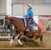 Annuncio cavallo