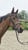 Annuncio cavallo